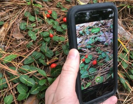 Aplicativo para Detectar Planta pelo Celular