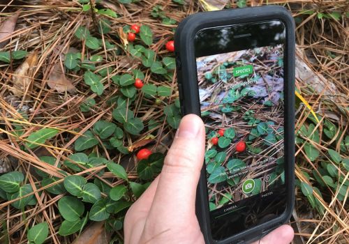 Aplicativo para Detectar Planta pelo Celular