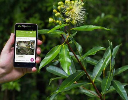 Aplicativo para Detectar Plantas