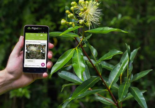 Aplicativo para Detectar Plantas