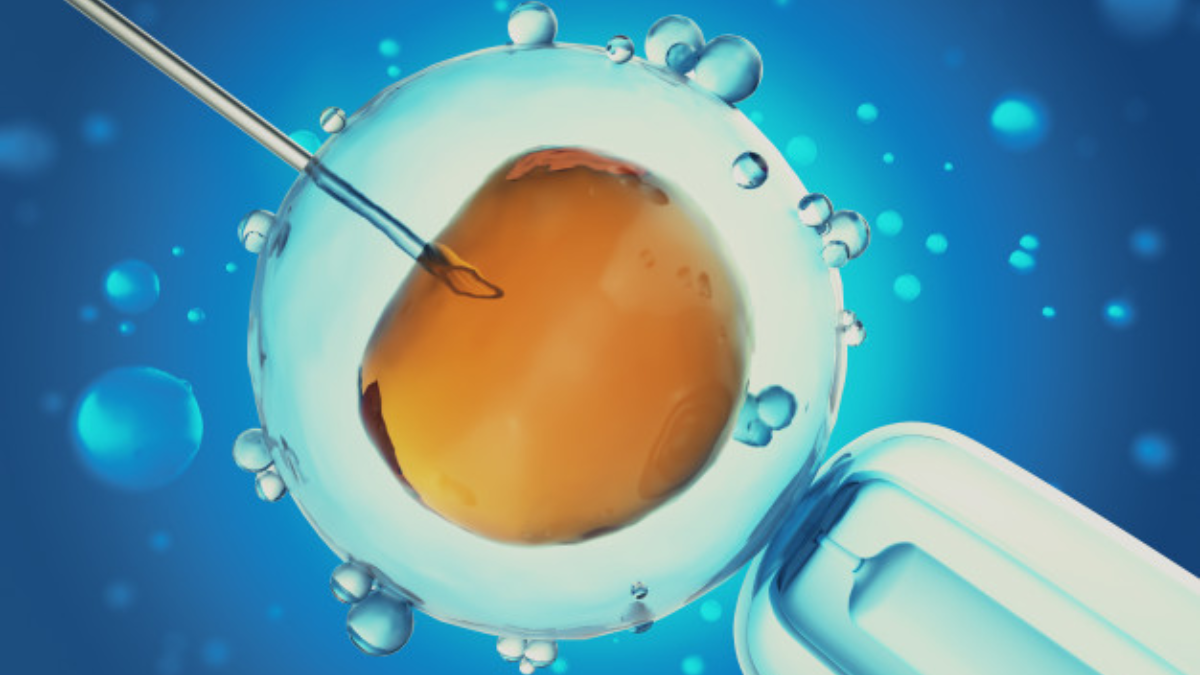 Como funciona a fertilização