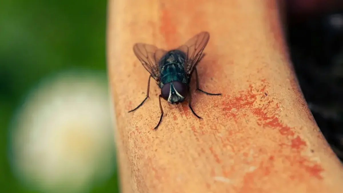 Aplicativos Gratuitos para Espantar Mosquitos